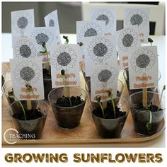 a tray with small pots filled with plants and cards that say growing sunflowers