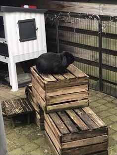 a black dog laying on top of wooden crates