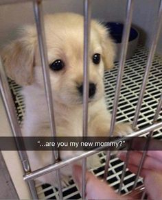 a puppy in a cage looking at the camera with a caption that reads, are you my new mommy?