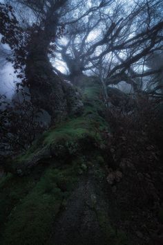 a mossy tree on the side of a hill with fog in the sky behind it