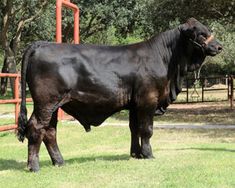 a large black cow standing on top of a lush green field