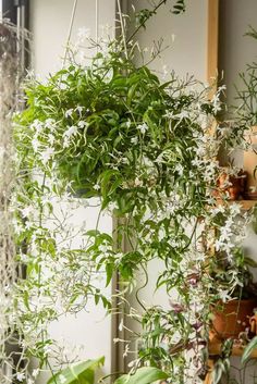 Indoor Jasmine