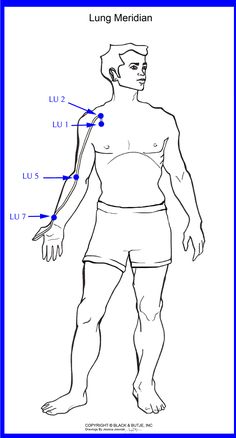 LU1, 2, 5, 7 Lung Meridian, Meridian Massage, Basic Anatomy And Physiology, Reflexology Chart, Wellness Massage, Reflexology Massage, Chi Kung, Acupuncture Points