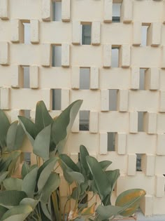 there is a potted plant next to a white wall