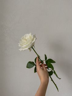 a person holding a white rose in their hand