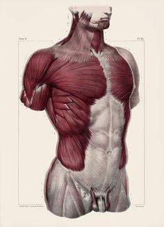 an image of the back muscles in a man's chest and upper half view