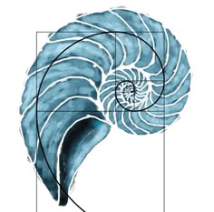 a drawing of a nautish shell on a white background