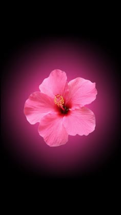 a bright pink flower on a black background with the light reflecting off it's petals