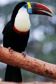 a colorful toucan sitting on top of a tree branch