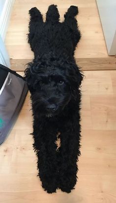 a small black dog standing next to an iron on the floor in front of a door