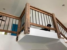 a dog sitting on top of a stair case