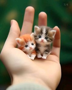 two tiny kittens sitting on top of someone's hand