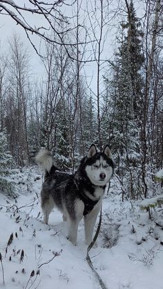 a black and white dog standing in the snow next to some trees on a snowy day