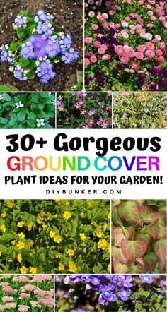 the cover image shows many different types of flowers and plants with text overlay that reads, 30 + gorgeous ground cover plant ideas for your garden