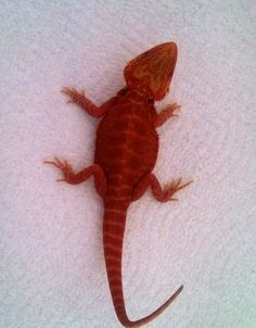 a red and brown lizard laying on top of a white towel