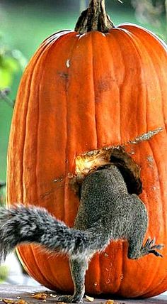 a squirrel is standing in front of a pumpkin