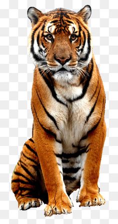 a tiger sitting down looking at the camera, transparent background png and psd