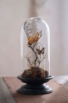 a glass cloche with some plants inside of it