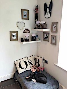 a black and white dog laying on top of a couch in a living room next to a window