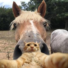 an orange cat sitting in front of a horse and looking at the camera with it's head over its fence