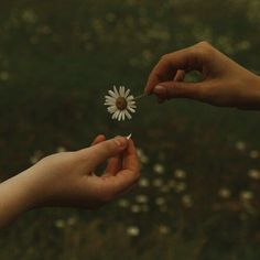 two hands reaching out towards each other holding a flower