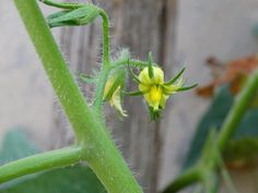 a close up of a flower on a plant