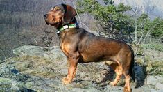 a brown dog standing on top of a rocky hill with trees in the back ground