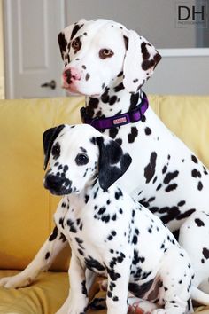 two dalmatian puppies sitting on a couch