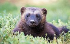 a small brown bear standing in the middle of a grass and brush covered field, looking at the camera