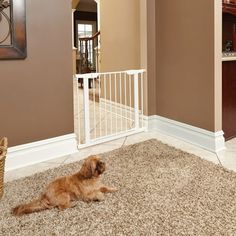 a dog laying on the floor next to a white gate in a room with brown walls