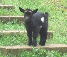 a baby goat standing on some steps in the grass