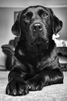 a black dog is laying on the floor