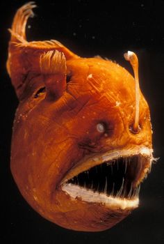 an ugly looking fish with its mouth open