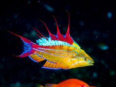 two colorful tropical fish swimming in an aquarium