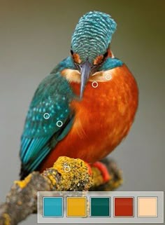 a colorful bird sitting on top of a tree branch