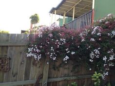 purple and white flowers growing on the side of a wooden fence next to a green building