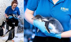 a woman in blue shirt holding a penguin and another photo with penguins on the other side