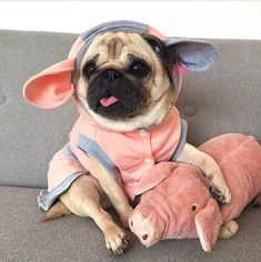 a pug dog sitting on top of a pink stuffed animal pig laying next to it's owner