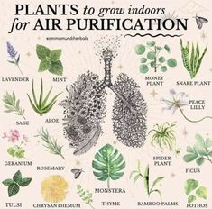 plants to grow indoors for air purification