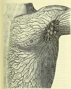 an image of the inside of a human body, with many different parts in it