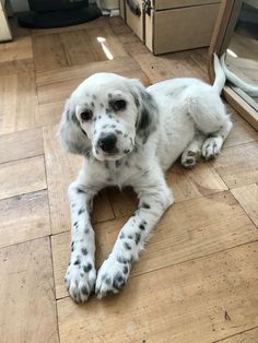 a white and black dog laying on top of a hard wood floor next to a mirror