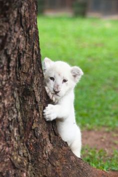 a small white tiger cub climbing up the side of a tree