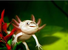 a close up of a small animal with red flowers in it's back ground