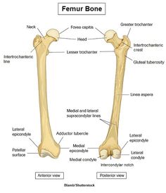 the bones of the lower limbs and upper limbs are labeled in this diagram, with labels on each side