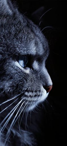 a black and white cat with blue eyes