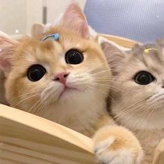 two kittens sitting in a wooden basket with one looking at the camera while the other looks up