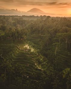 an aerial view of rice terraces in the jungle at sunset with mountains in the background