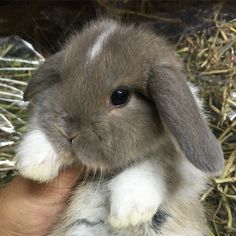 a small rabbit is being held by someone's hand in front of some hay