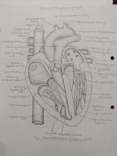 a diagram of the human heart