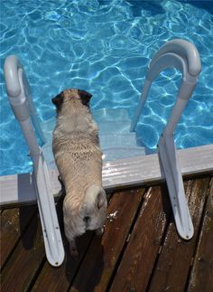 a dog standing on its hind legs in front of a swimming pool and looking up at the water